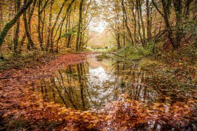Séjour et Week-end Bretagne Sud · Tourisme & Activités · Auberge de la Forêt